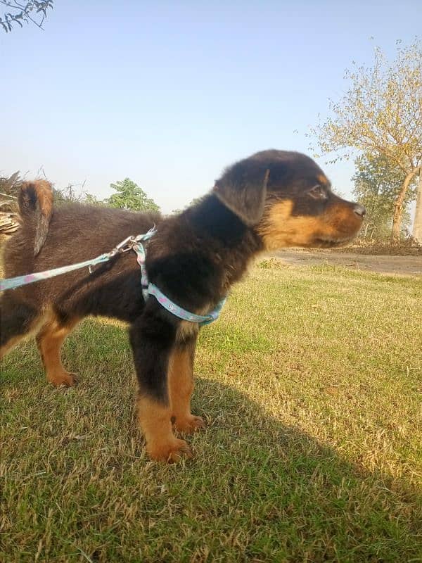 Rottweiler urgent sale 3 month 0