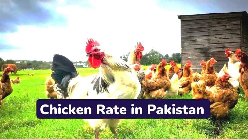 Today Chicken Rate in Pakistan 2025 - The Educationist Hub 0