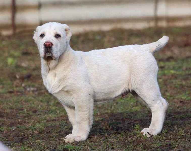 Central Asian Shepherd Alabai puppy available here 0