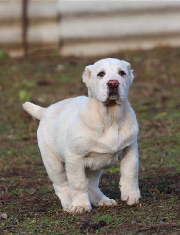 Central Asian Shepherd Alabai puppy available here 1