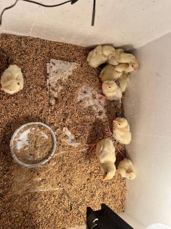 Paper White Aseel Hera Chicks 7