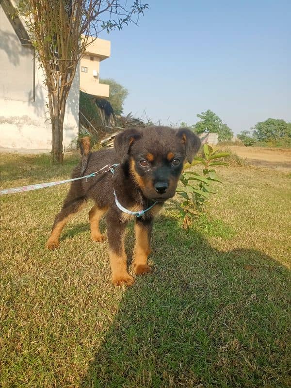 Rottweiler 3 months sale urgent 1