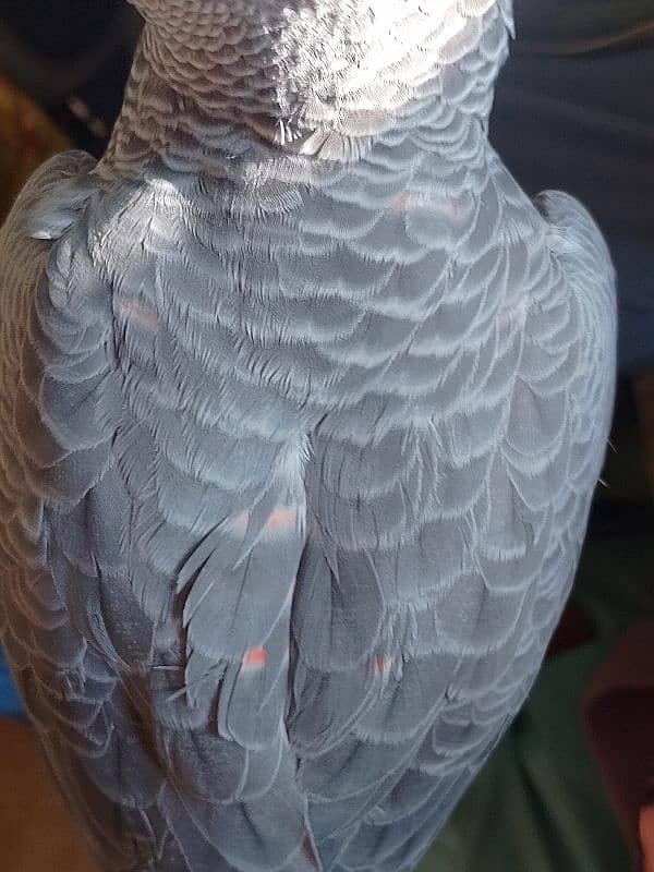 African grey parrot Red factor. 1