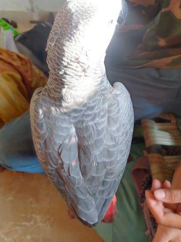 African grey parrot Red factor. 2