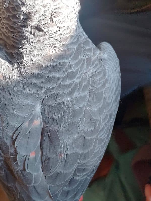 African grey parrot Red factor. 3