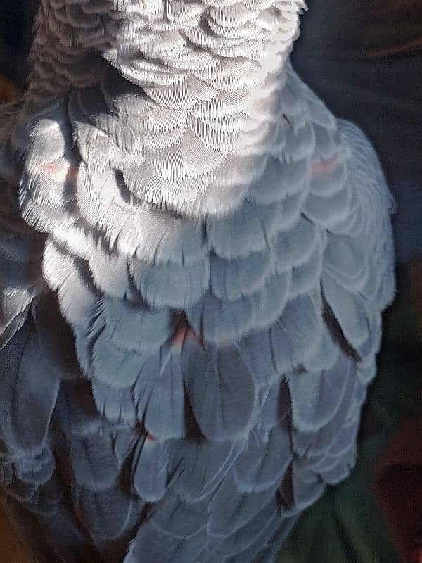 African grey parrot Red factor. 4