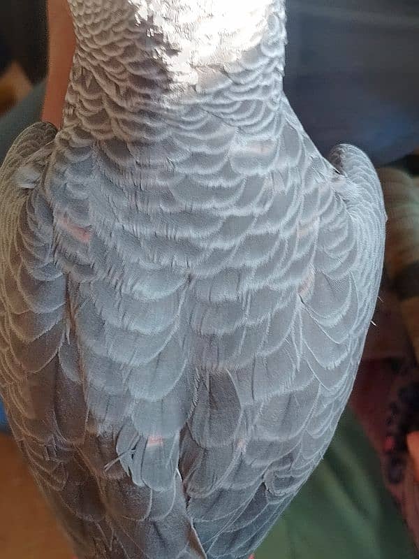 African grey parrot Red factor. 5