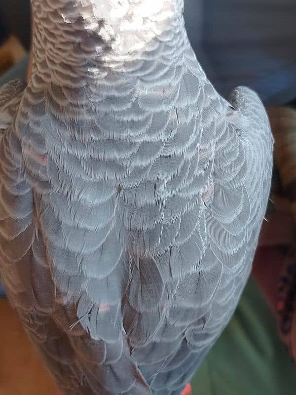 African grey parrot Red factor. 6