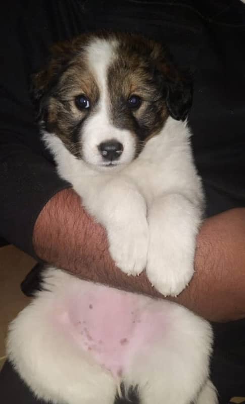 afghan kuchi puppy for sale 2 months old healthy and active 0