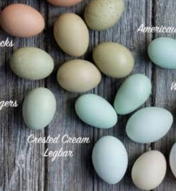 amerucana hen green and blue eggs 0