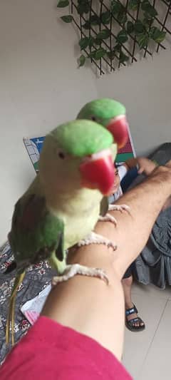 Talking and Handtame Raw Parrot