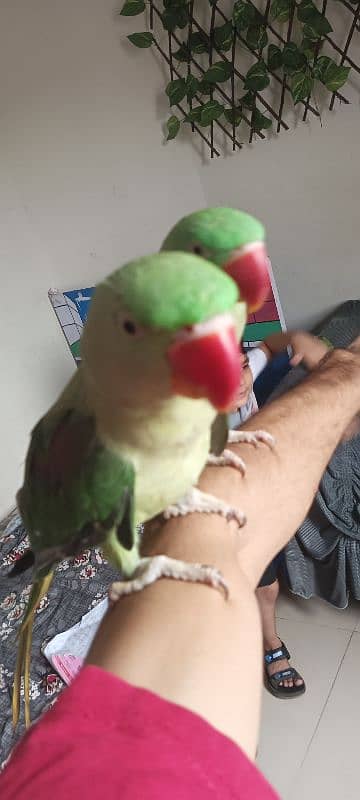 Talking and Handtame Raw Parrot 0