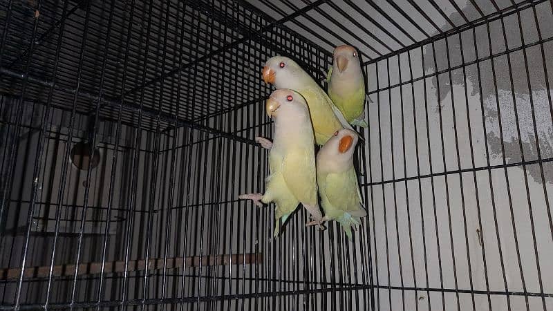 crimino rosicole red eyes pair with 4 chick's chick's age 3.5 0