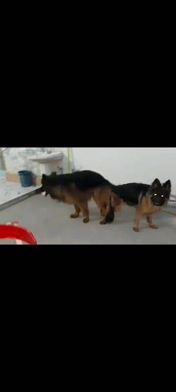 Black German Shepherd Pair | German Shepherd Long Coat Puppies 0