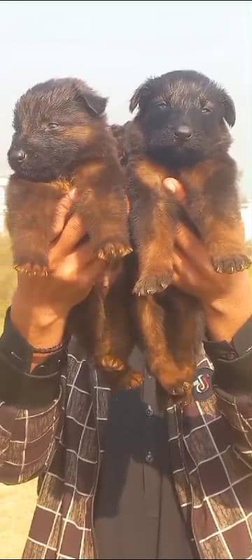 Black German Shepherd Pair | German Shepherd Long Coat Puppies 1