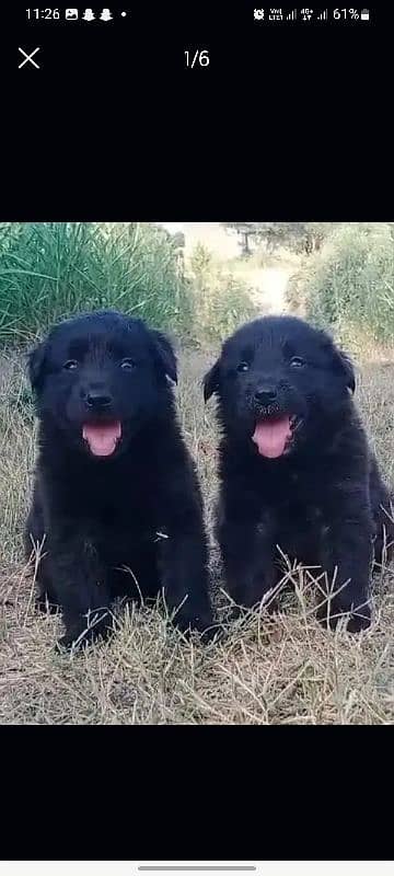 Black German Shepherd Pair | German Shepherd Long Coat Puppies 2