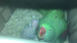 pahari kashmiri breeder pair with chick