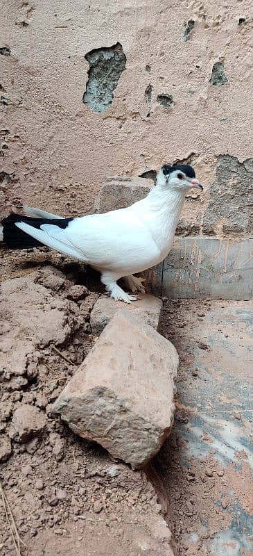 Black helmat Breedar Female 2