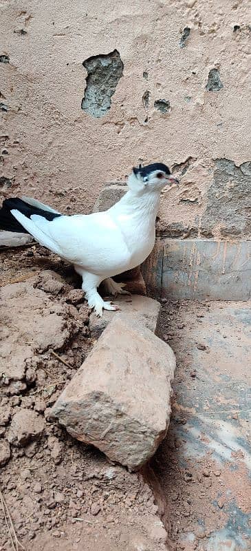 Black helmat Breedar Female 4