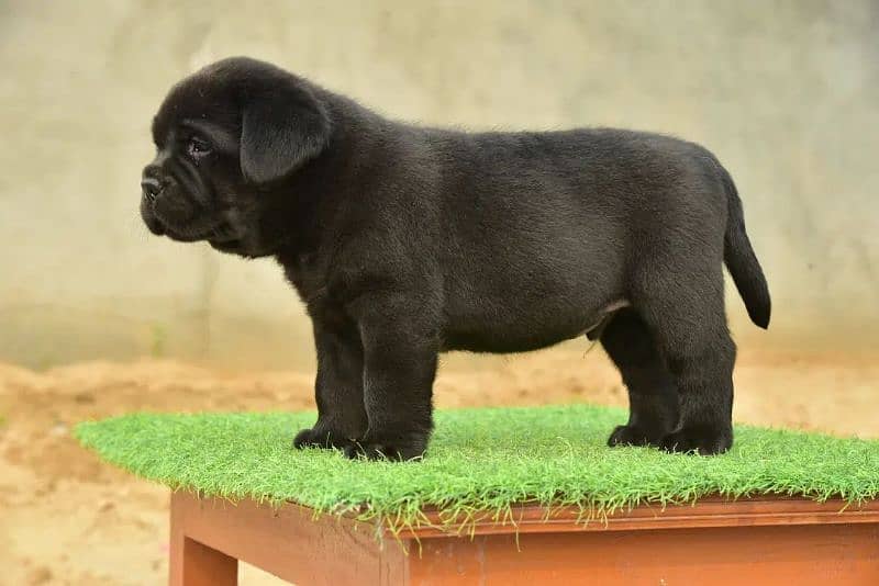 British Labrador puppies available watts app only top notch puppies 2