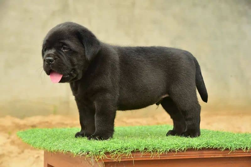 British Labrador puppies available watts app only top notch puppies 3