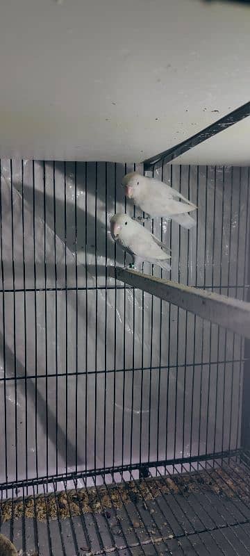 Love birds 1