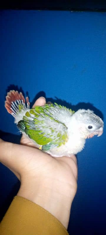 Yellow sided conure chick Available 0