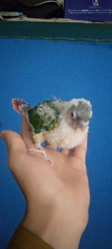 Yellow sided conure chick Available 1