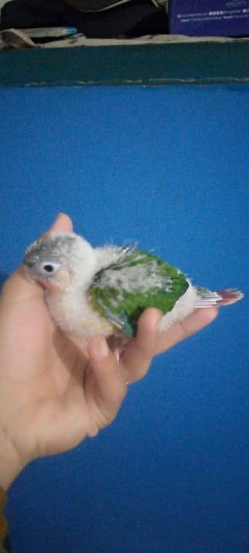 Yellow sided conure chick Available 2