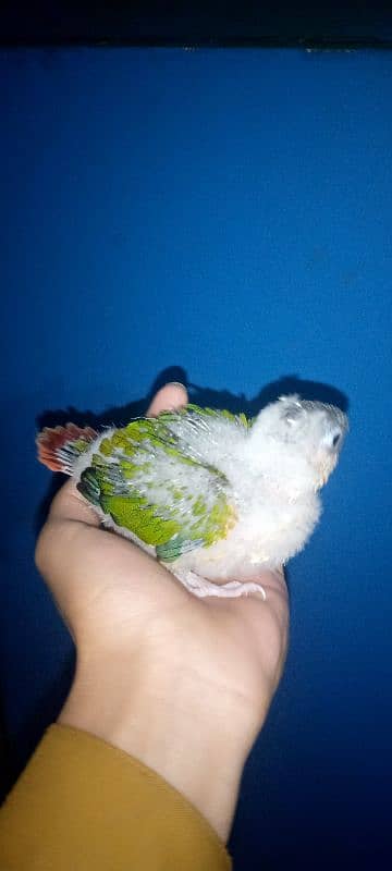 Yellow sided conure chick Available 3