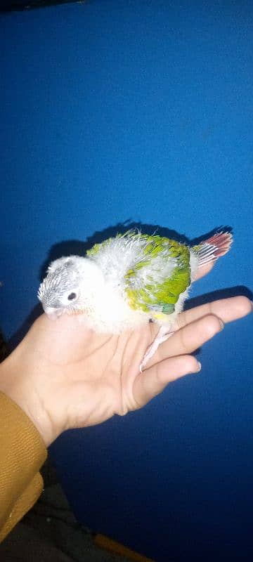 Yellow sided conure chick Available 4