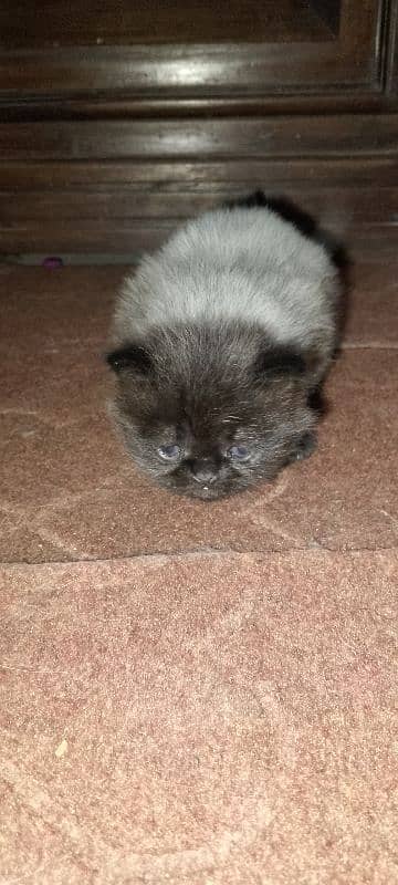 Male Kitten looking for new home 0