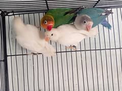 8 love birds mix mutation in just 10k urgent sale