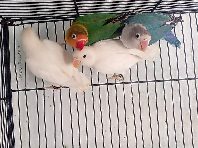 8 love birds mix mutation in just 10k urgent sale 0