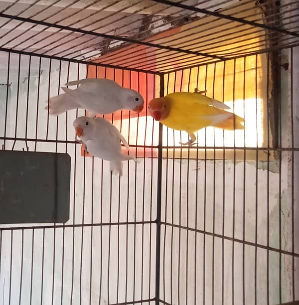 8 love birds mix mutation in just 10k urgent sale 1