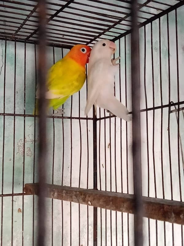 8 love birds mix mutation in just 10k urgent sale 2