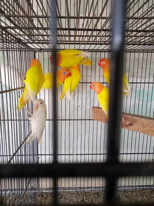 8 love birds mix mutation in just 10k urgent sale 3