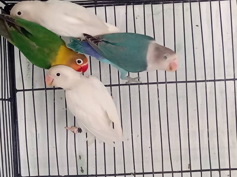 8 love birds mix mutation in just 10k urgent sale 4