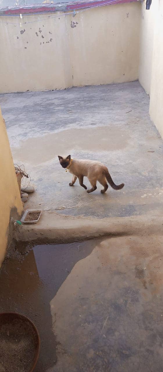 Siamese trained cat 1