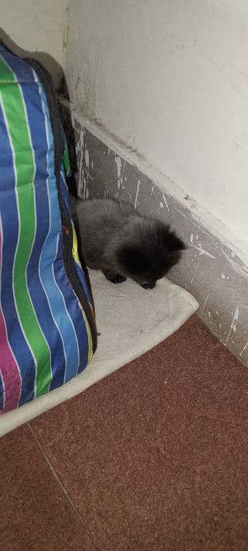 Male Kitten looking for new home 1