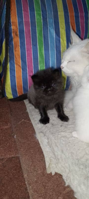 Male Kitten looking for new home 2