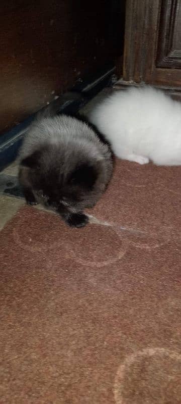 Male Kitten looking for new home 4