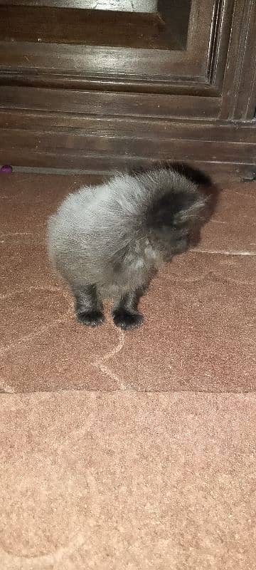 Male Kitten looking for new home 6