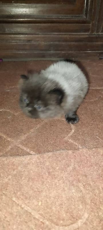 Male Kitten looking for new home 7