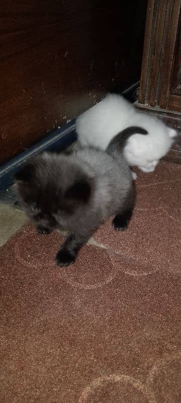 Male Kitten looking for new home 8