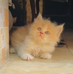 Persian cat for sale male or female my WhatsApp 0329=35=54=428