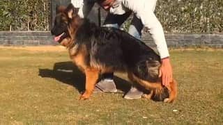 German shepherd adult 9 months old female available here