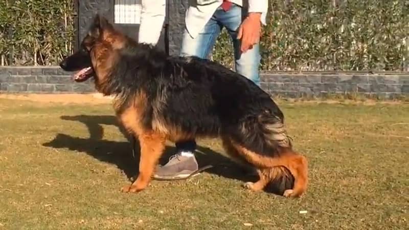 German shepherd adult 9 months old female available here 2