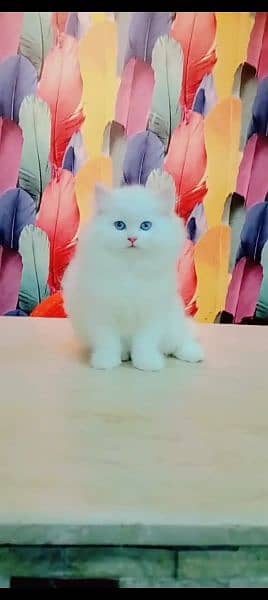 Persian cat for sale male or female my WhatsApp 0329=35=54=428 2