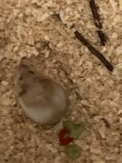 Syrian hamster